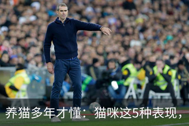 养猫多年才懂：猫咪这5种表现，不是撒娇，是旺家的征兆